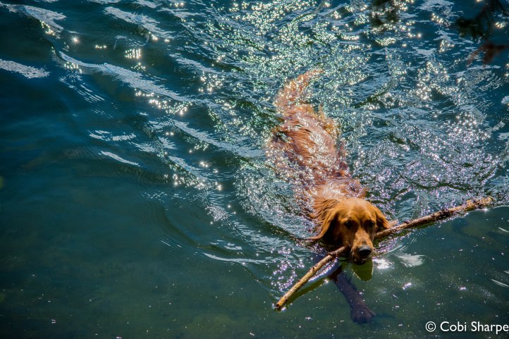 Can't keep this dog out of the water...